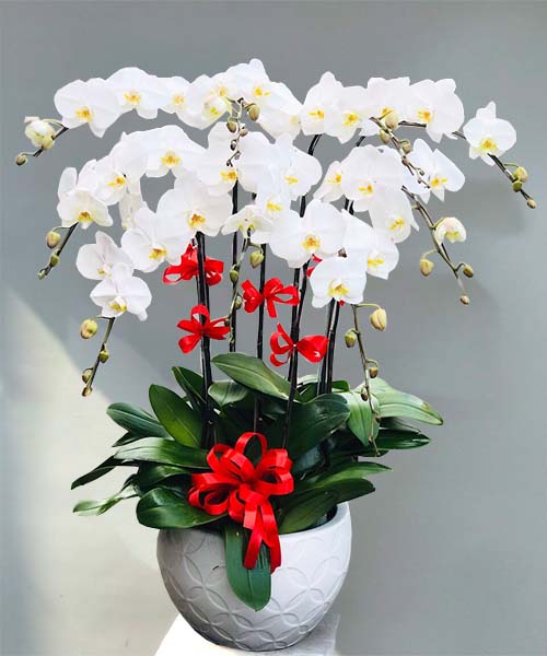 hoa lan hồ điệp trắng LHD541