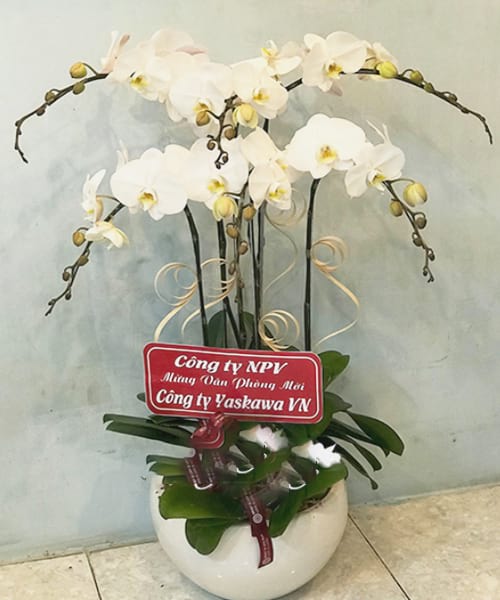 hoa lan ho diep trang 5 canh