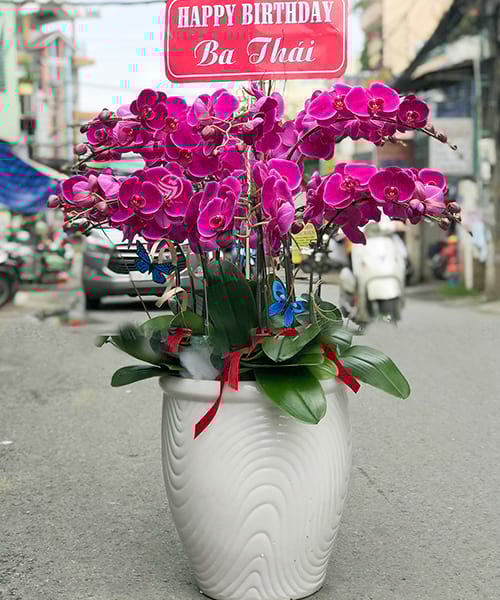 lan ho diep tim 13 canh