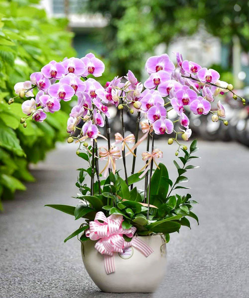 lan ho diep tim 7 canh
