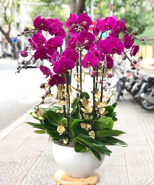 lan ho diep tim 8 canh