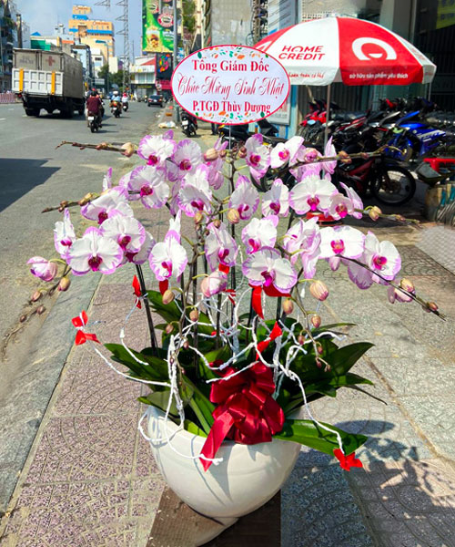 lan ho diep tim 10 canh