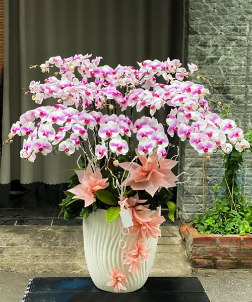 lan ho diep tim 17 canh