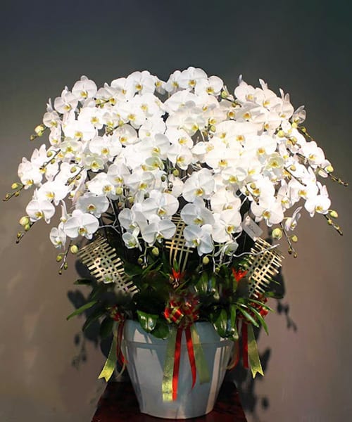 ho diep trang