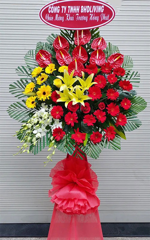 hoa khai truong