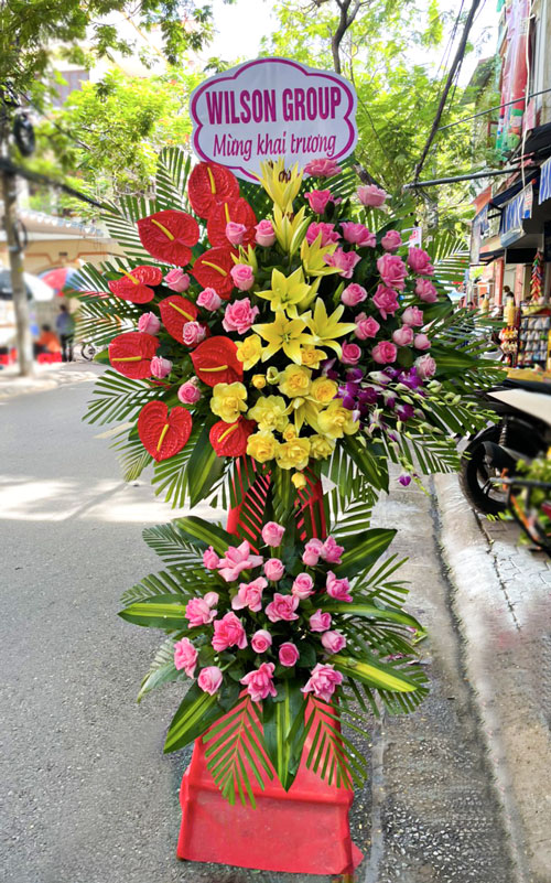 hoa khai truong