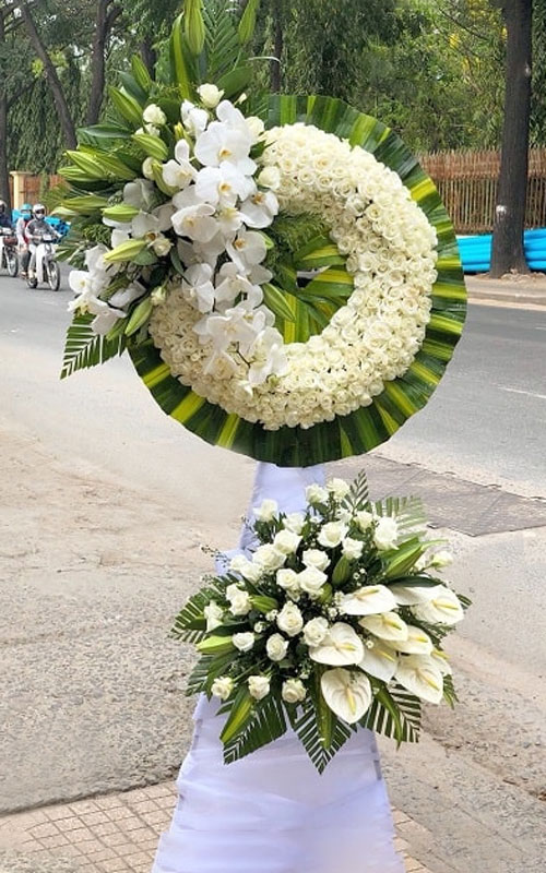 hoa phung dieu